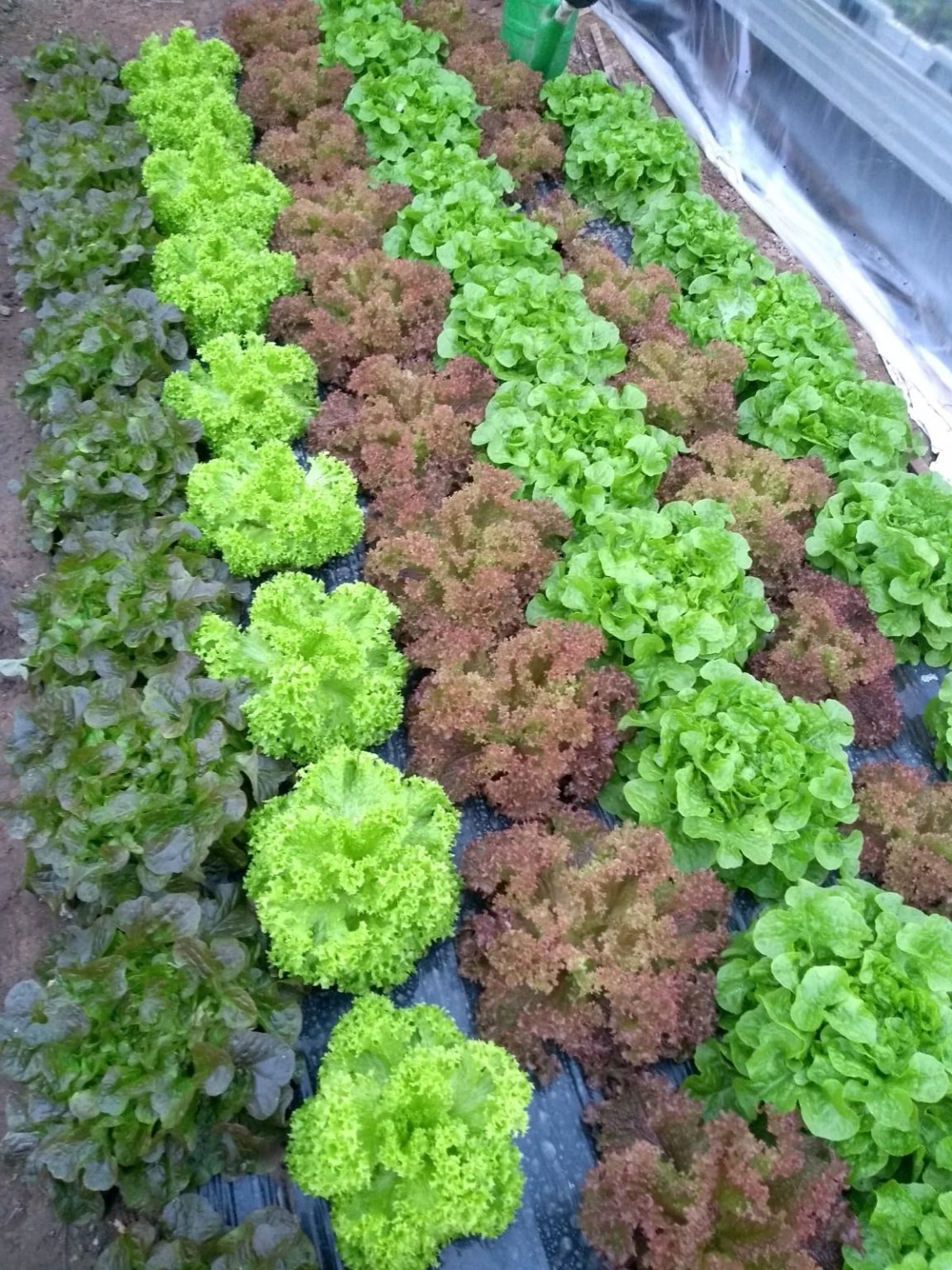 Philosophie – Gärtnerei Reitzenstein